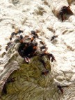 Wasps enter 3 holes.JPG (98 KB)